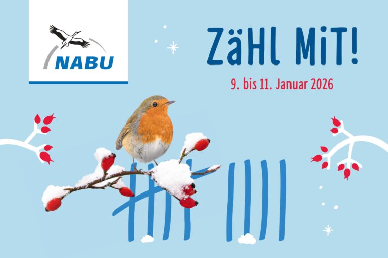 Mitmachen bei der „Stunde der Wintervögel“: Zählt mit in Hettstedt!